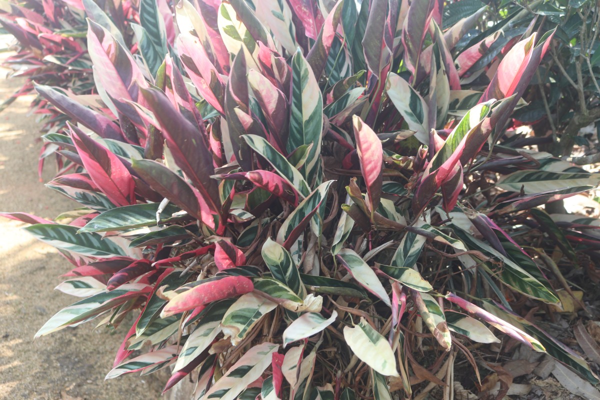 Stromanthe thalia (Vell.) J.M.A.Braga
